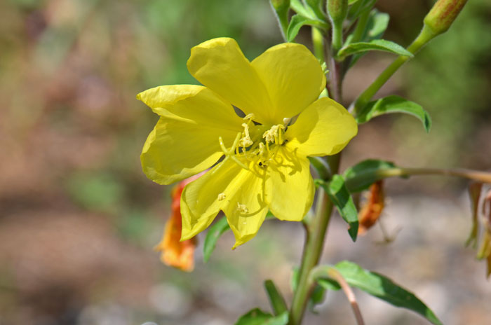 Oenothera elata, Hooker's Evening Primrose